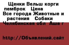 Щенки Вельш корги пемброк › Цена ­ 35 000 - Все города Животные и растения » Собаки   . Челябинская обл.,Аша г.